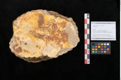 Foto (Objekt + Etikett) von Sigillaria sp.  (NHMW-GEO-2024-0188-11103)